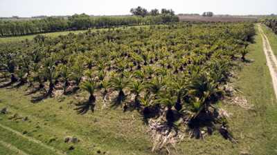 La Plantacin - Estancia el Paraiso