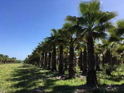 La Plantacin - Estancia el Paraiso