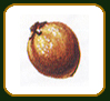 Fruto, Phoenix Canariensis