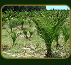 La Plantación - Estancia el Paraiso