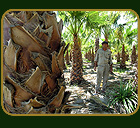 La Plantación - Estancia el Paraiso